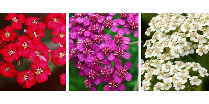 Achillea millefolium
