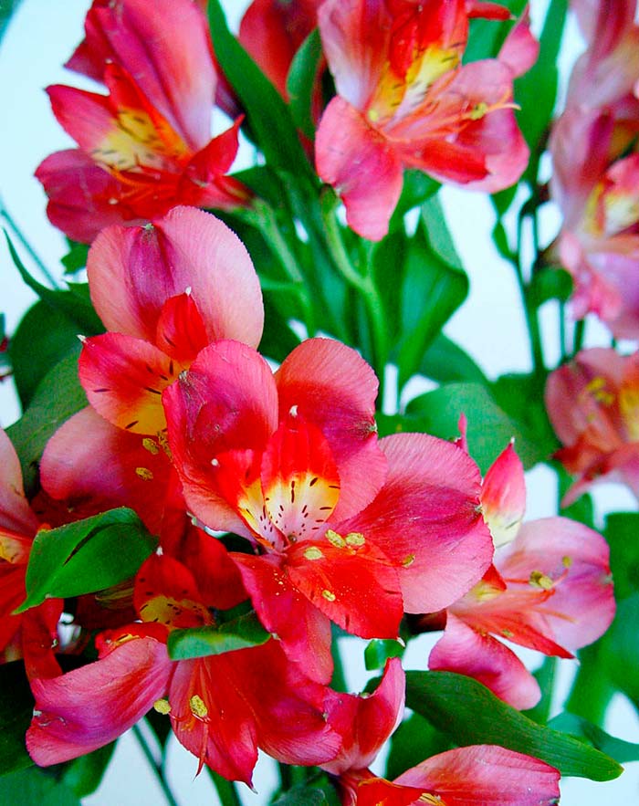Alstroemeria roja