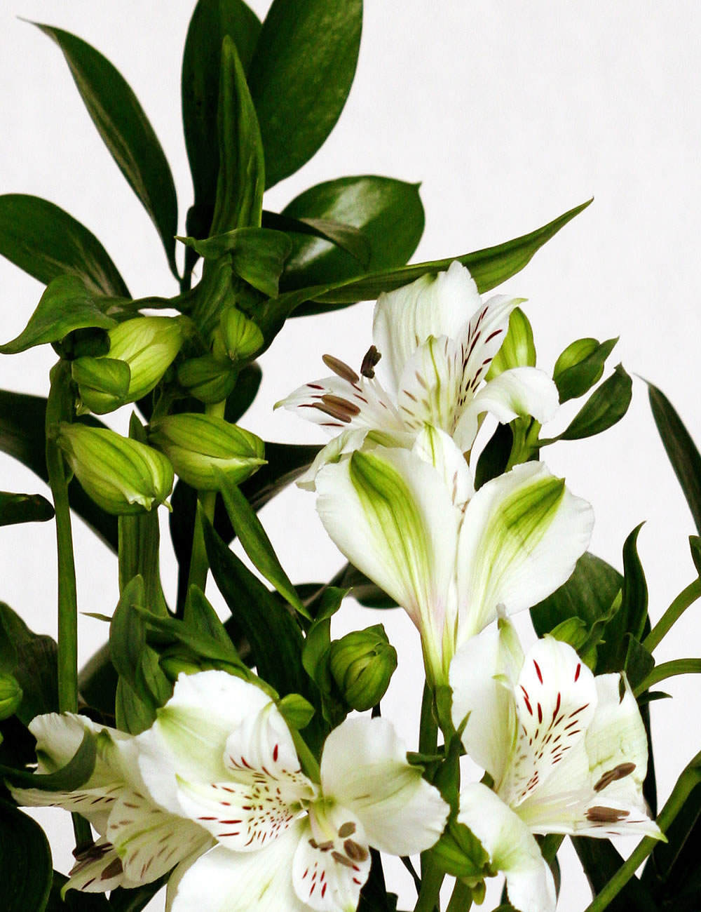 Alstroemeria blanca 5