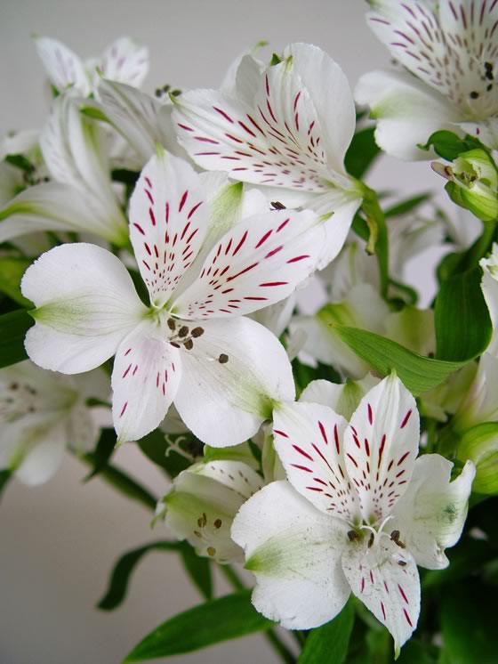 Alstroemeria para flor cortada | Revista de Flores, Plantas, Jardinería,  Paisajismo y Medio ambiente