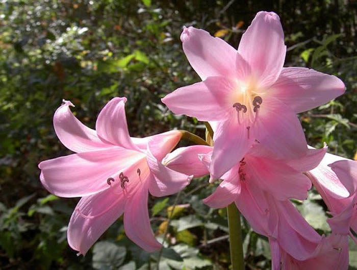 Amaryllis belladona
