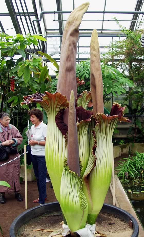 Amorphophallus titanum