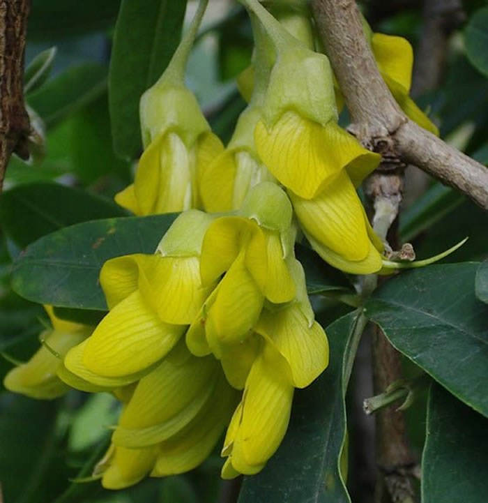 Anagyris latifolia