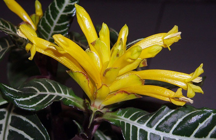Flores de Aphelandra squarrosa
