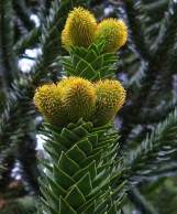 Araucaria araucana