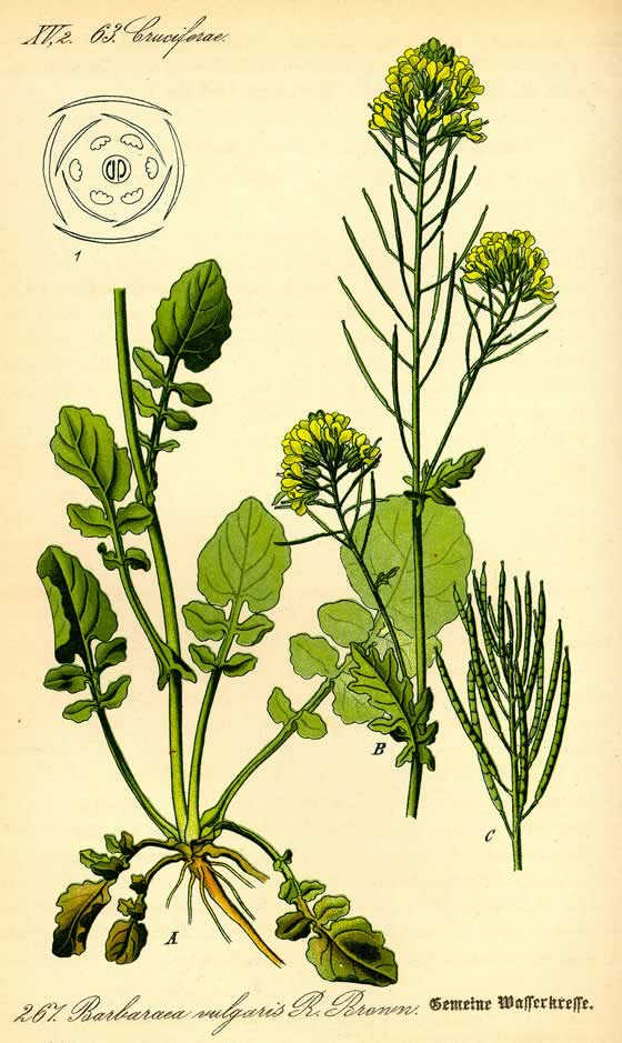 Barbarea vulgaris