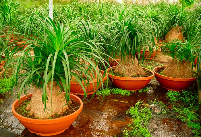 Beaucarnea recurvata