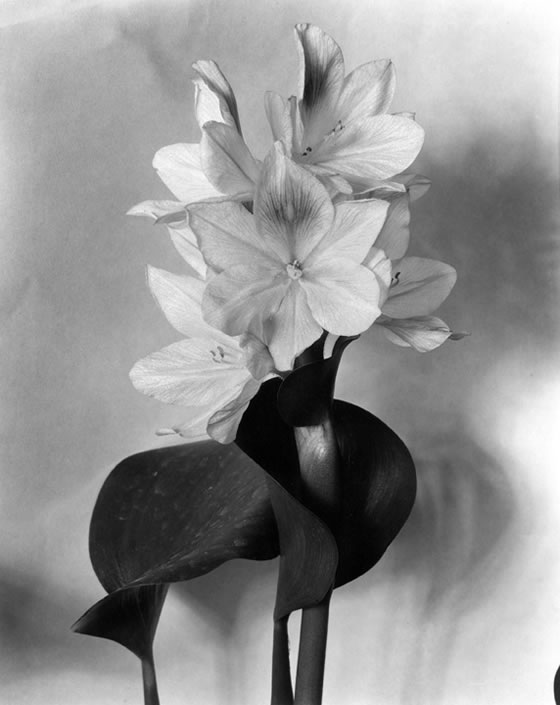 Blossom-of-Water-Hyacinth-1920