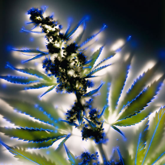Cannabis-sativa2