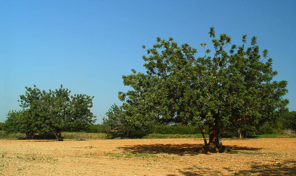 La Ceratonia siliqua, el algarrobo