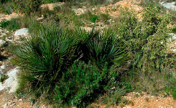 Chamaerops humilis 2