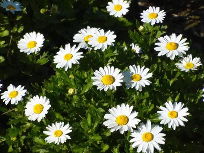 Chrysantemum paludosum