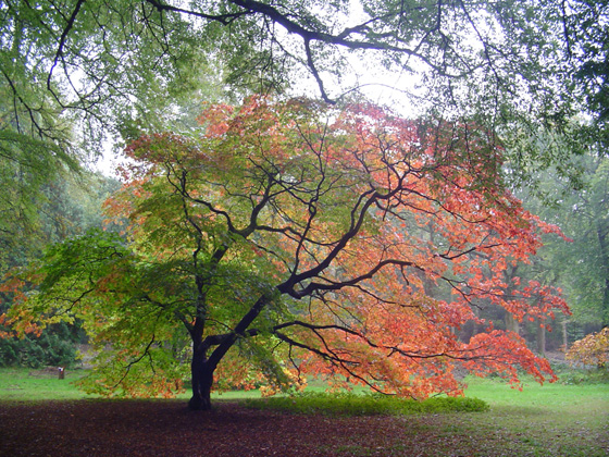 Colors de la tardor