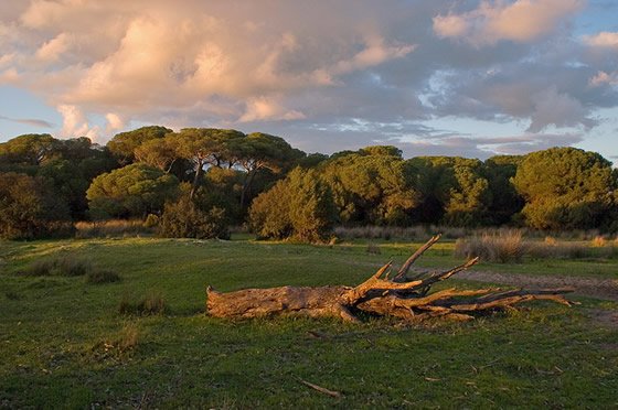 Doñana