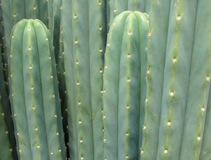 Echinopsis pachanoi, el cactus de San Pedro