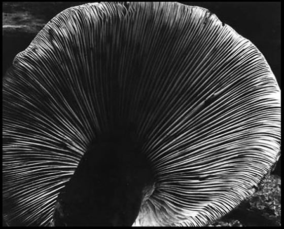 Edward-Weston-Mushroom