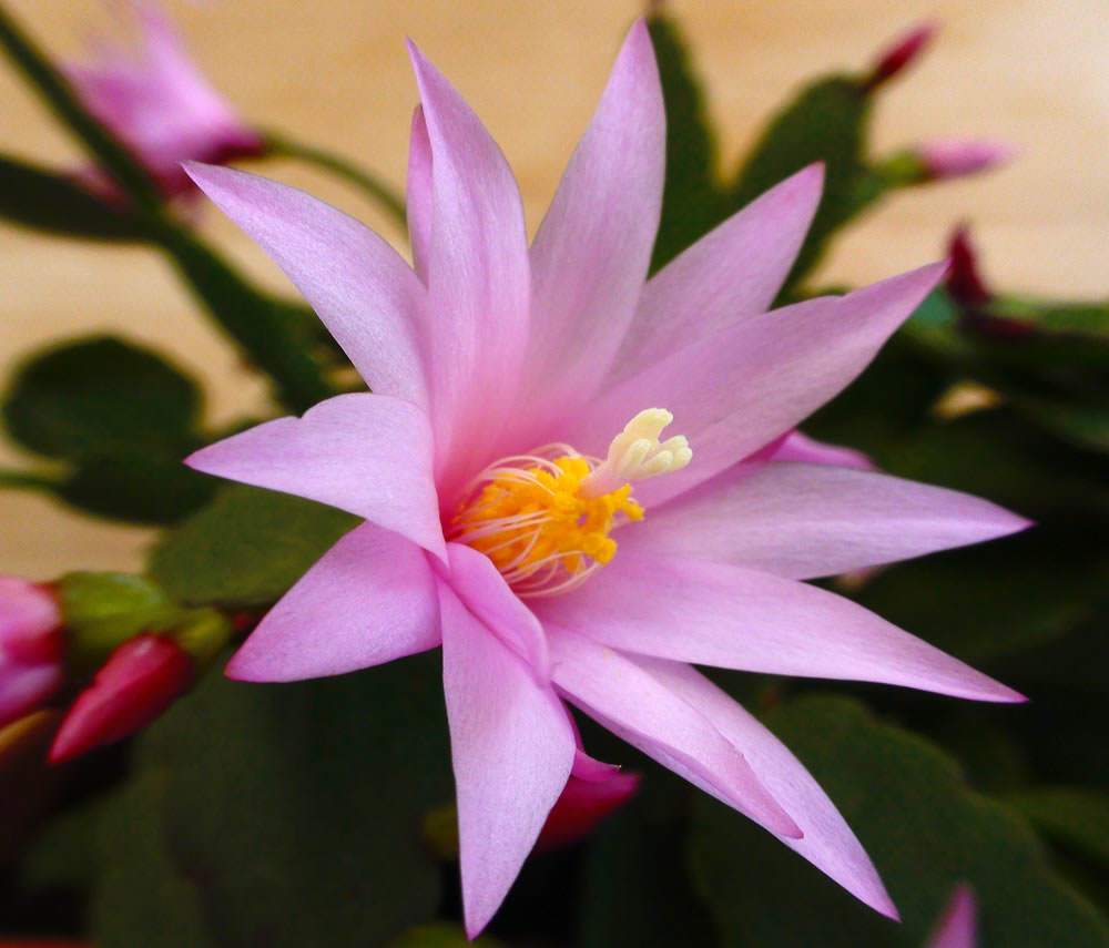 Multiplicación de Epiphyllum – Pluma de Santa Teresa