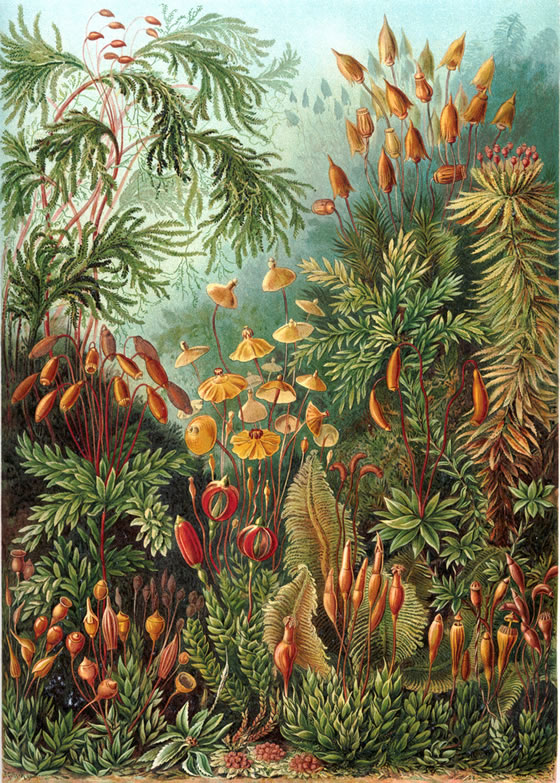 Ernst-Haeckel-3