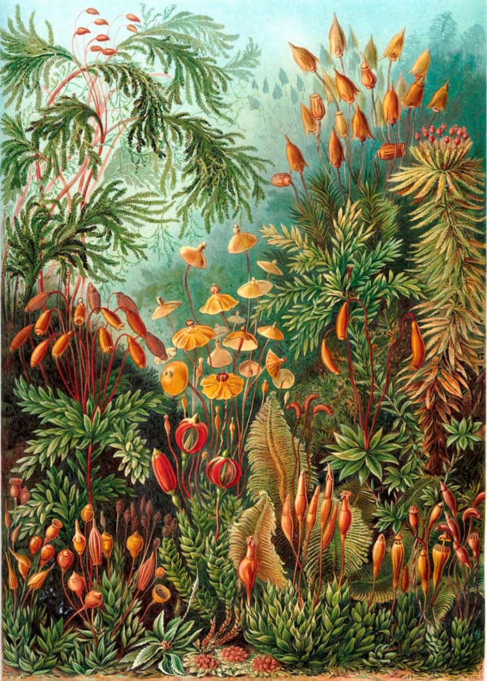 Ernst Haeckel Nepenthaceae Kunstformen Der Natur 1904