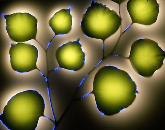 Eucalyptus-polyanthemos-2