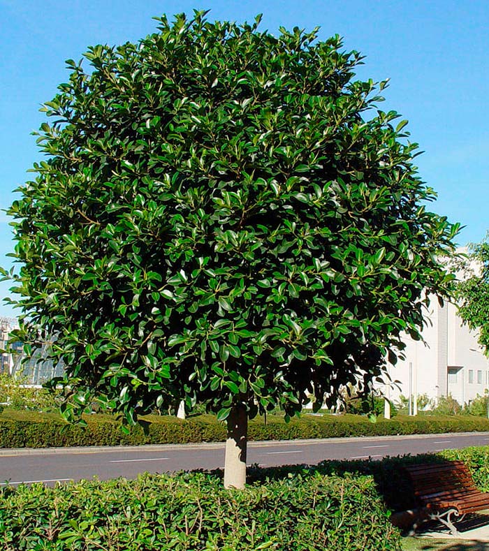 Ficus Nitida australis.