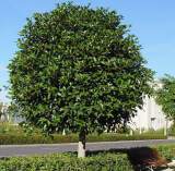 Ficus nitida australis