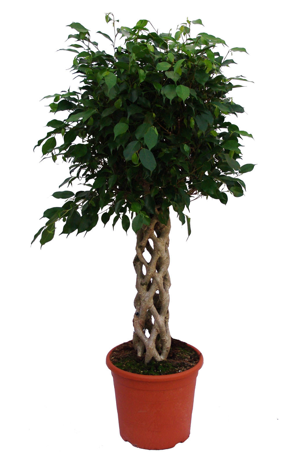 Ficus benjamina tronco decorativo