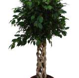 Ficus benjamina tronco decorativo