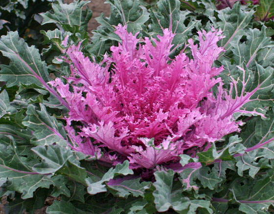 Flores de Brassica oleracea