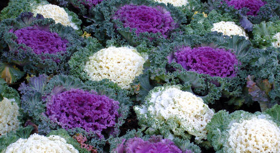Flores de Brassica oleracea
