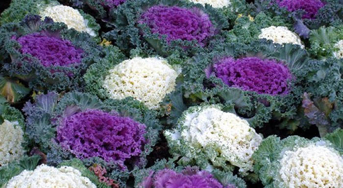 Flores de brassica oleracea