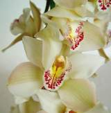 Flores de Cymbidium 2