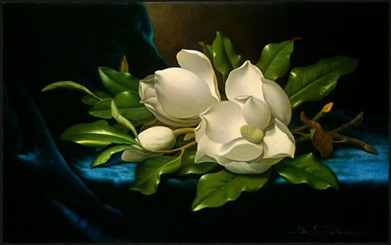 Giant-Magnolias-on-a-Blue-Velvet-Cloth