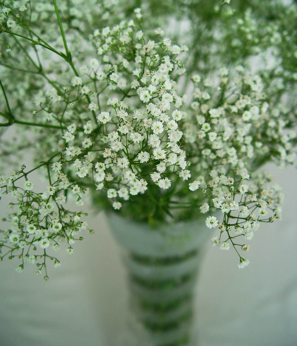 Gypsophila
