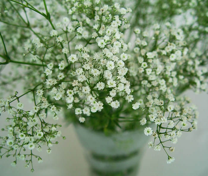 Gypsophila paniculata