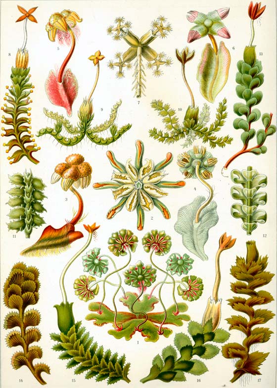 Haeckel_Hepaticae