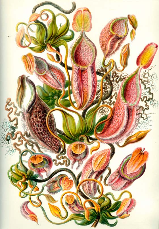 Haeckel_Nepenthaceae2