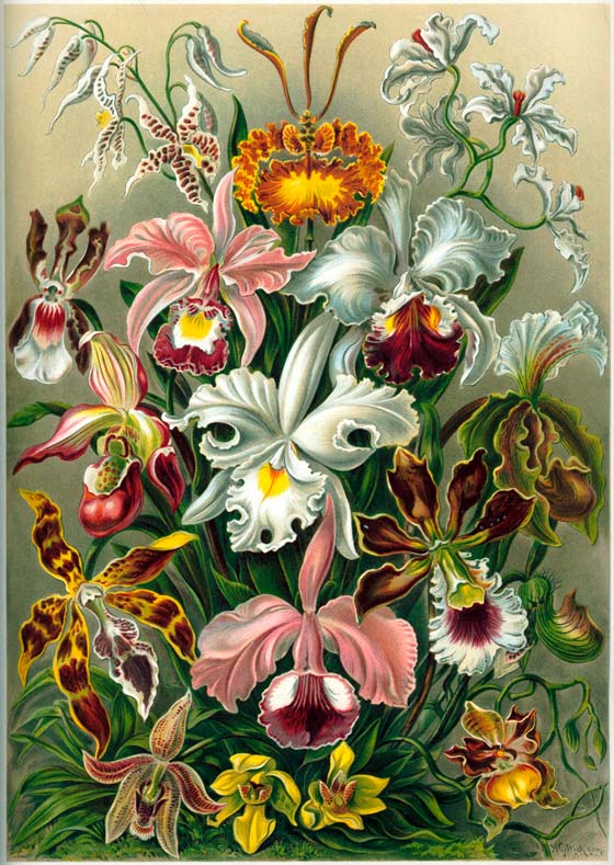 Haeckel_Orchidae2