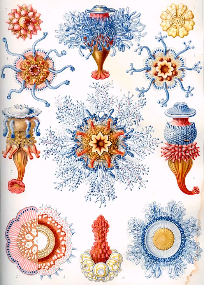 Haeckel_Siphonophorae