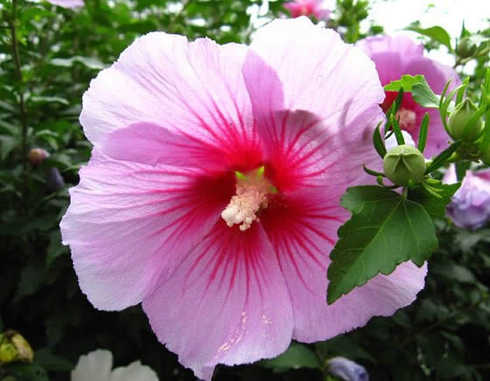 Hibiscus syriacus