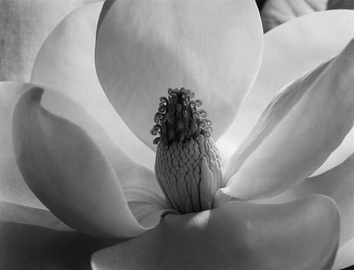 Imogen Cunningham 2