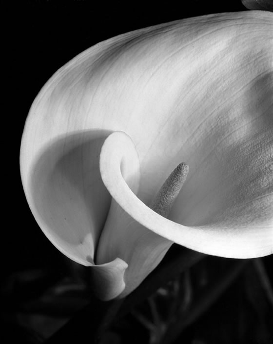 Imogen-Cunningham-Calla-1925