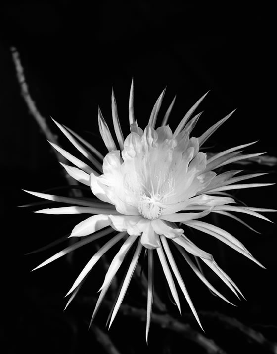 Imogen-Cunningham-Flowering-Cactus-1930