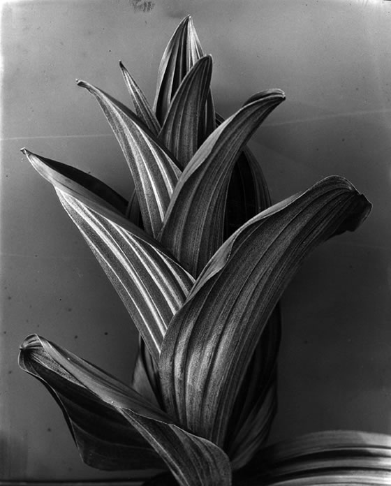 Imogen-Cunningham-Hellebore-1926