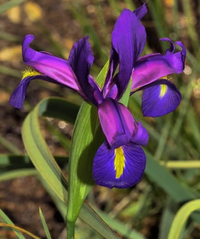 Iris boissieri