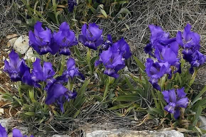 Iris lutescens