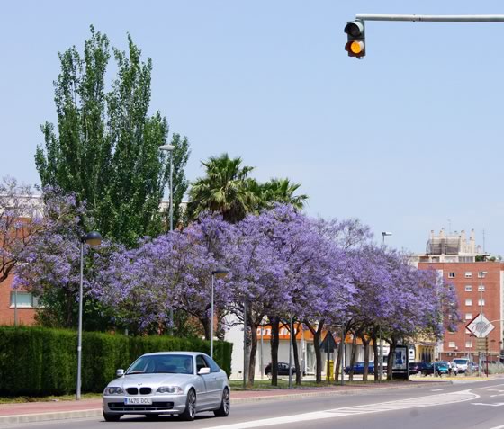 Jacaranda como árbol ornamental