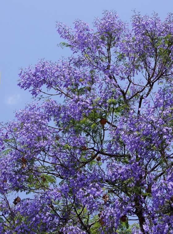 Jacaranda-mimosifolia