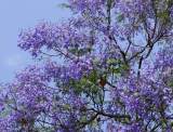 Jacaranda