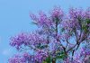 Jacarandas 1